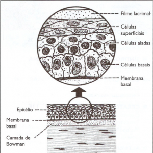 Histologia da córnea - epitélio