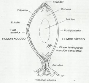 Anatomia da lente