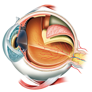 Anatomia ocular Anatomia do olho